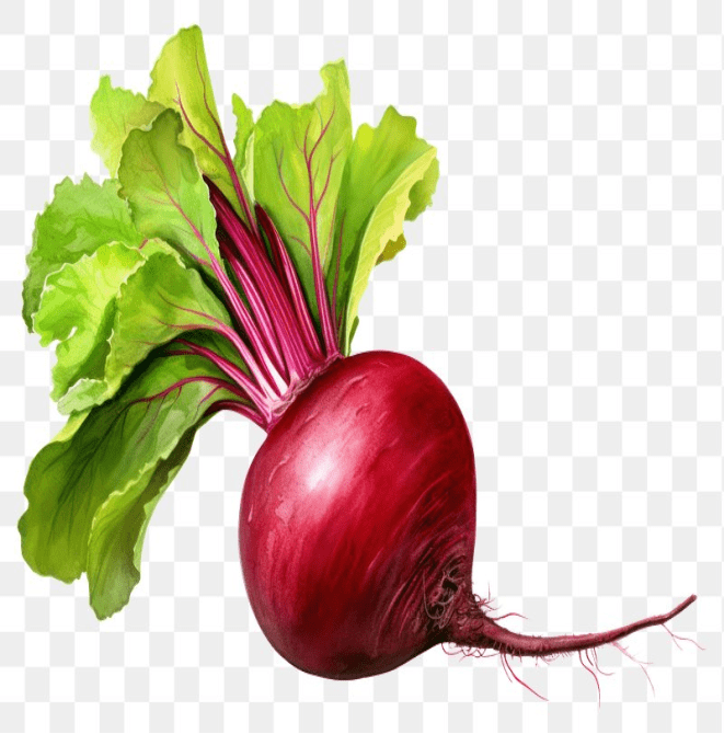 Radish Clipart Picture Png