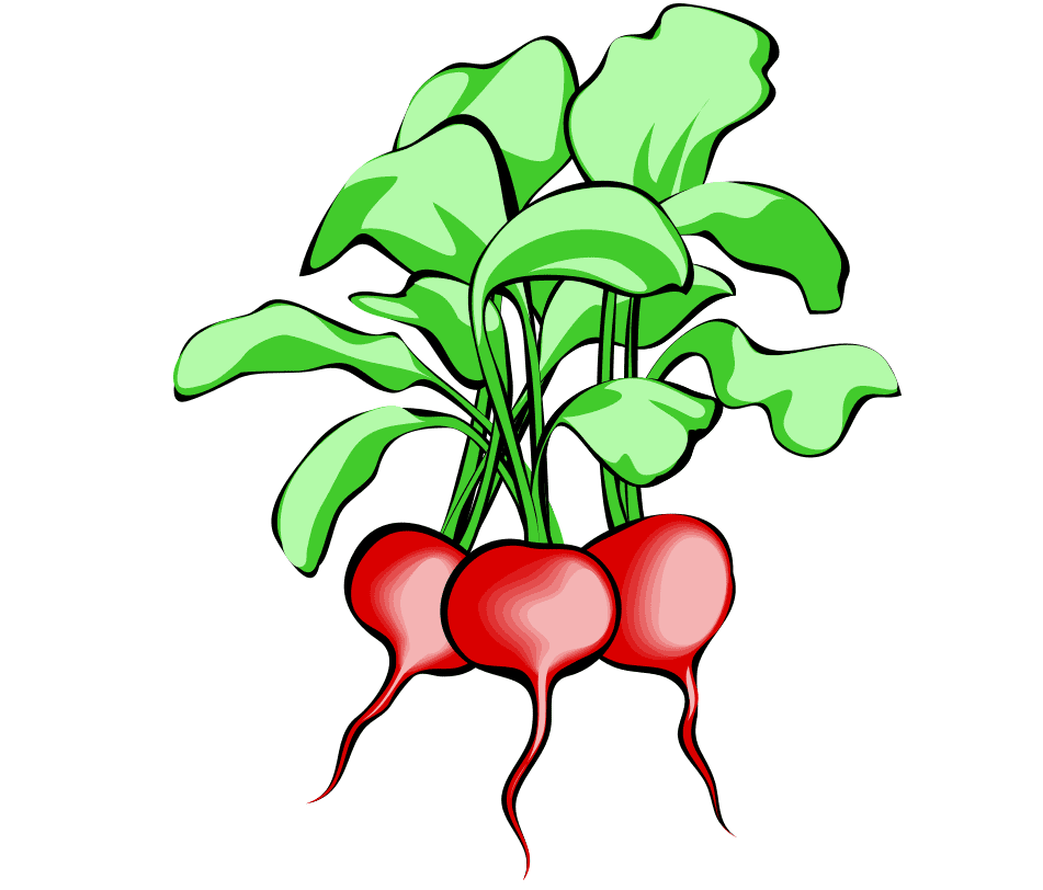 Radish Clipart Png Free Download