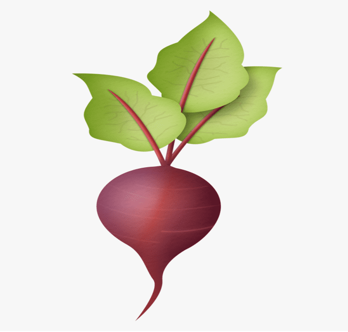 Radish Clipart Png Images