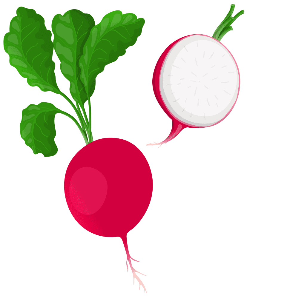 Radish Clipart Png Picture