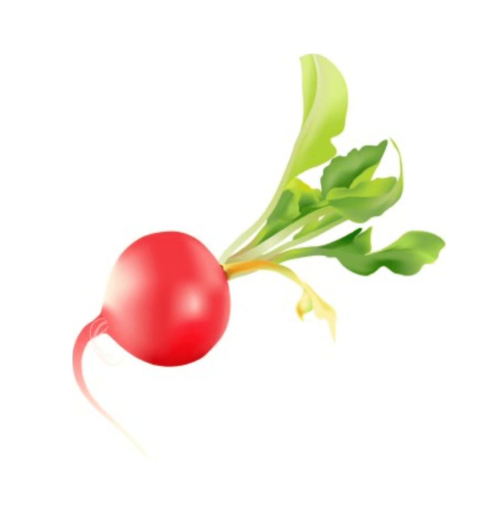 Radish Clipart Png Pictures