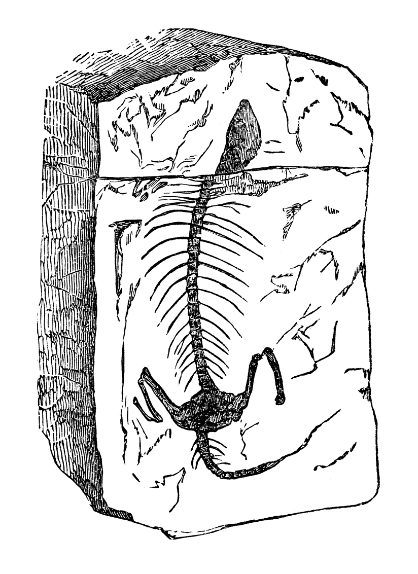 Fossil Clip Art