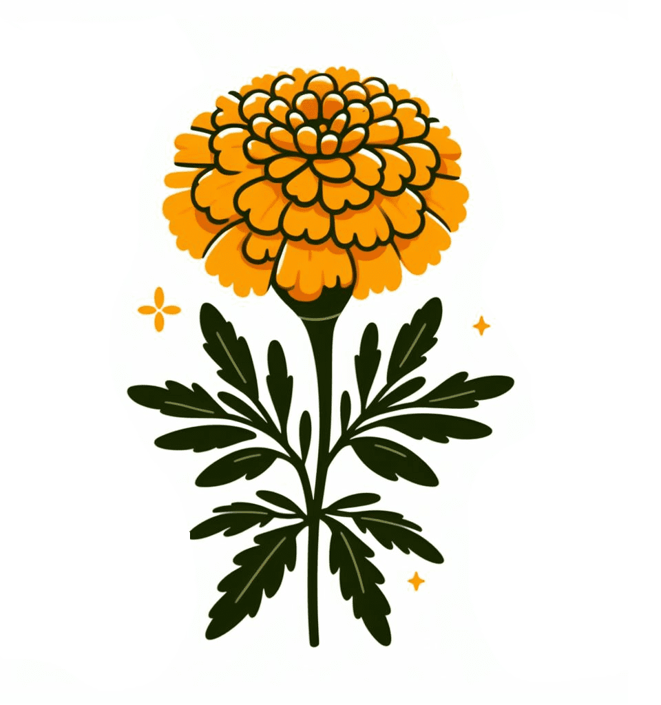 Marigold Clipart Picture Download
