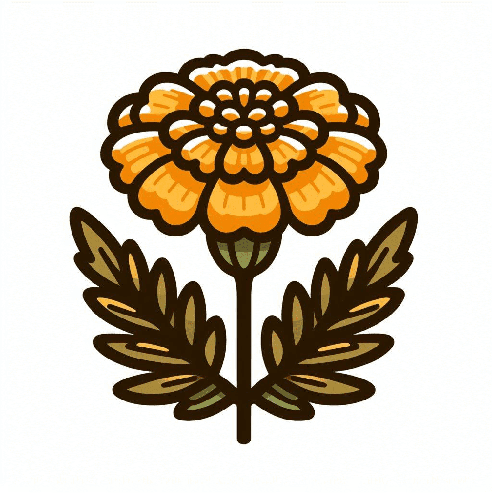 Marigold Clipart Picture Png