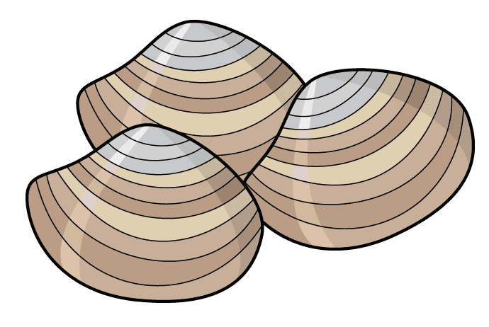 Clipart Clam Download Free