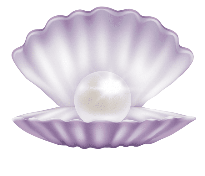 Clipart of Clam Picture