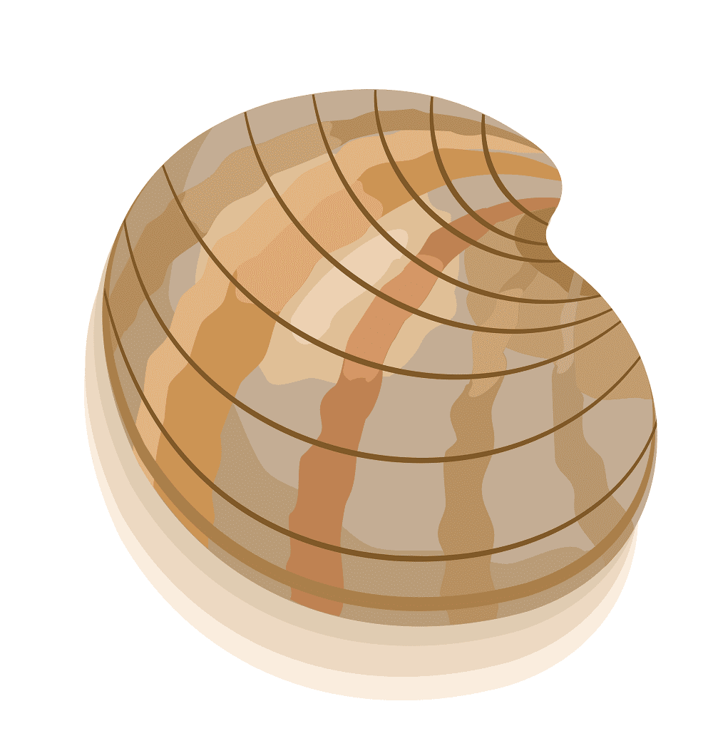 Clipart of Clam Png