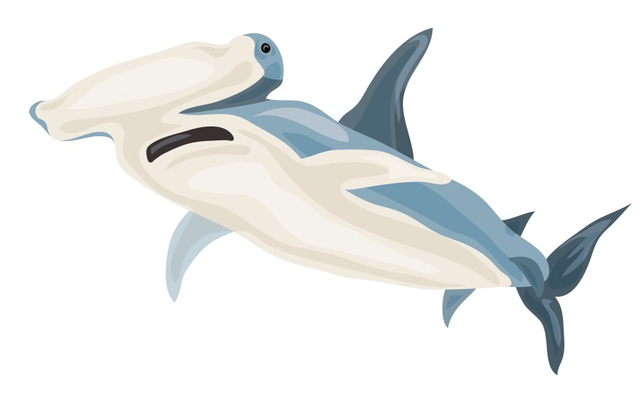 Free Picture of Hammerhead Shark Clipart