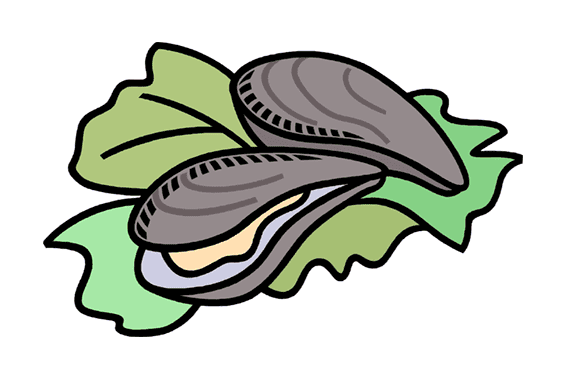 Free Pictures of Clam Clipart