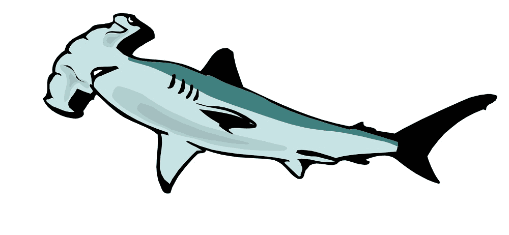 Hammerhead Shark Clipart For Kid