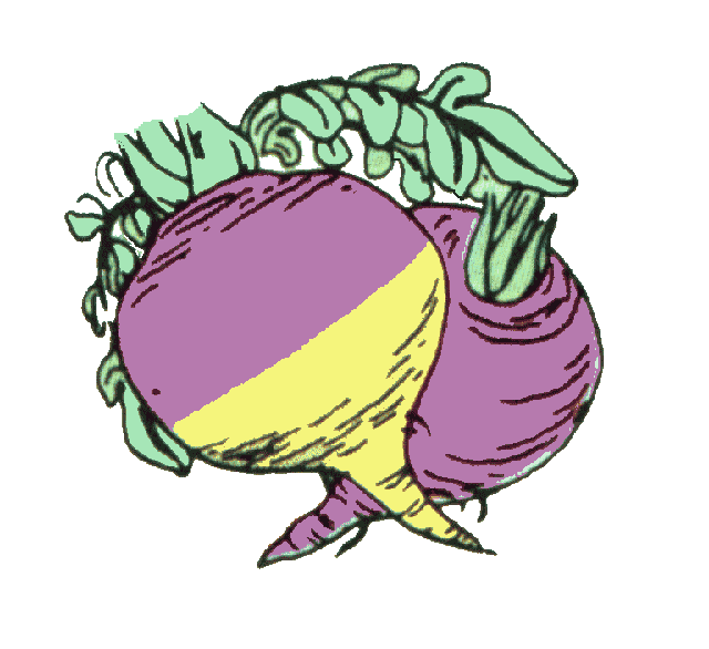 Clipart of Turnip Free