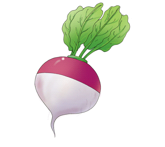 Clipart of Turnip Photo