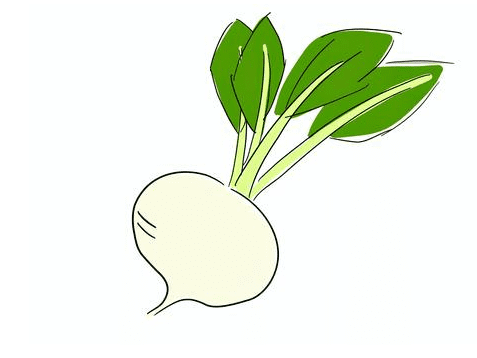 Clipart of Turnip Photos