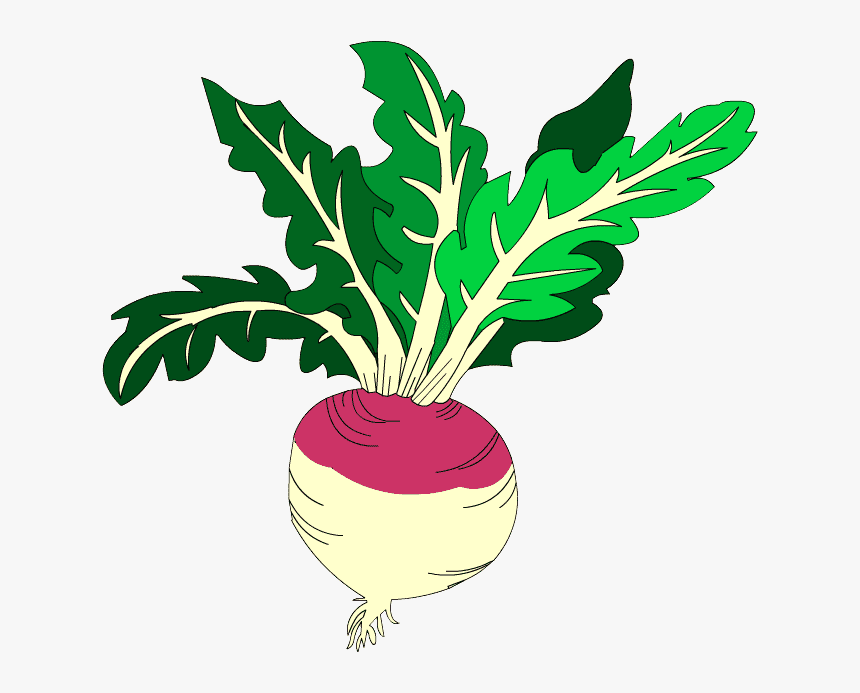 Clipart of Turnip Picture