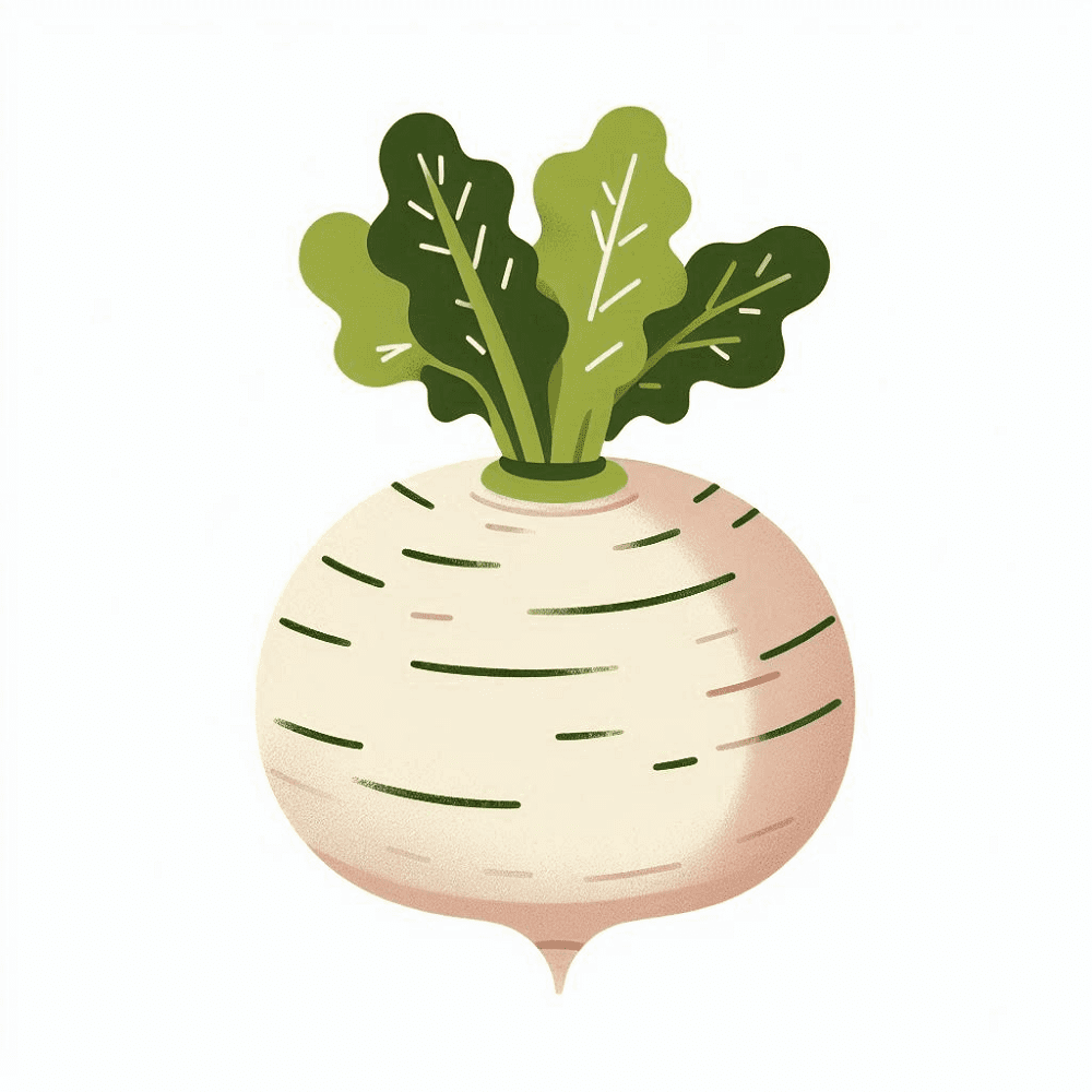 Clipart of Turnip Png