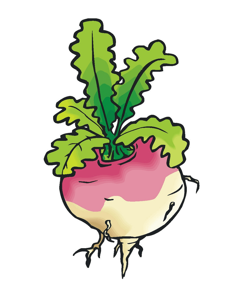 Clipart of Turnip