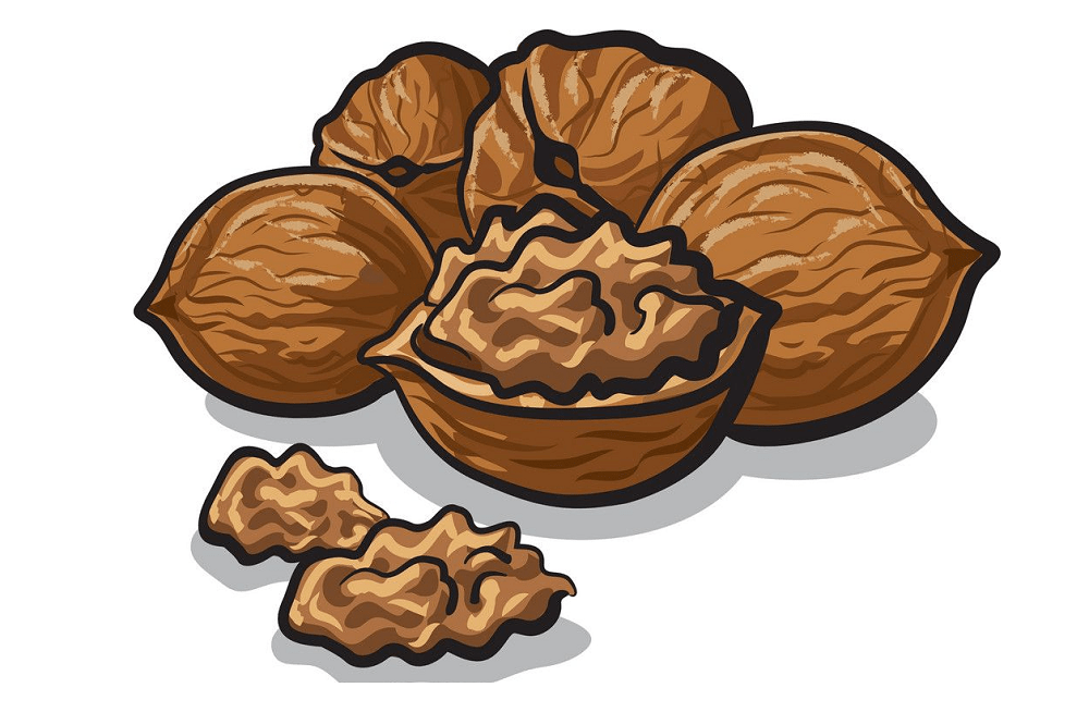 Image of Walnut Clipart Download