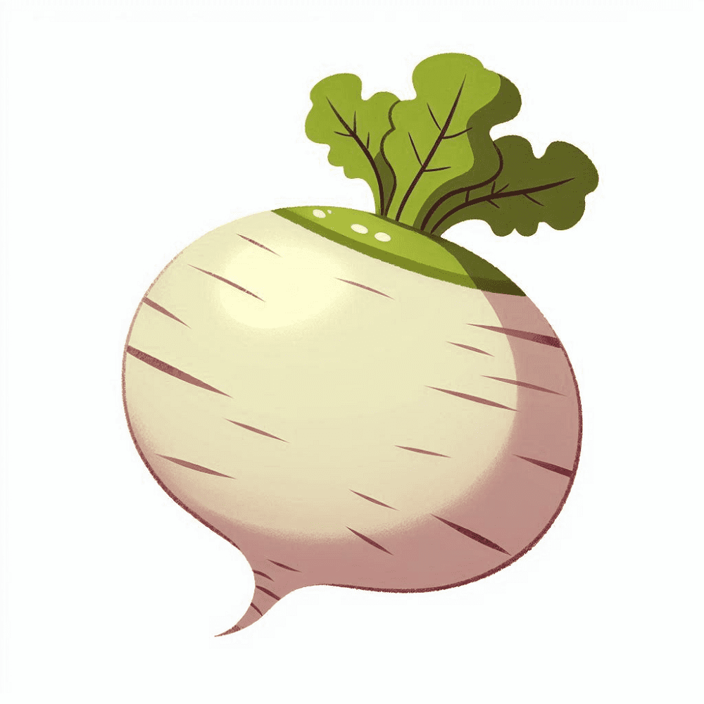 Turnip Clipart Download Pictures