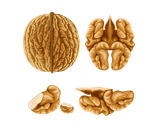 Walnut Clipart Pictures
