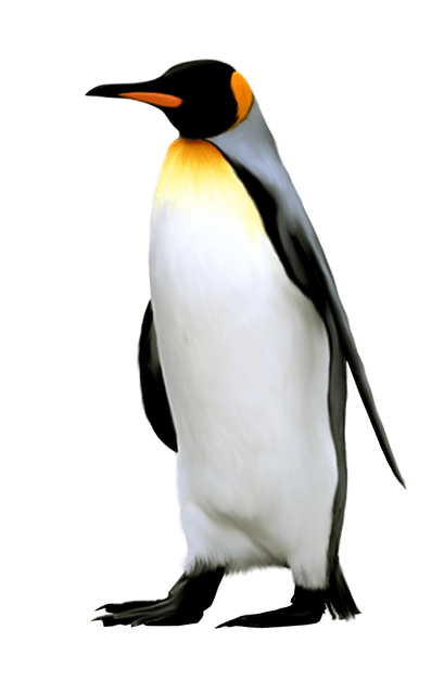 King Penguin Free